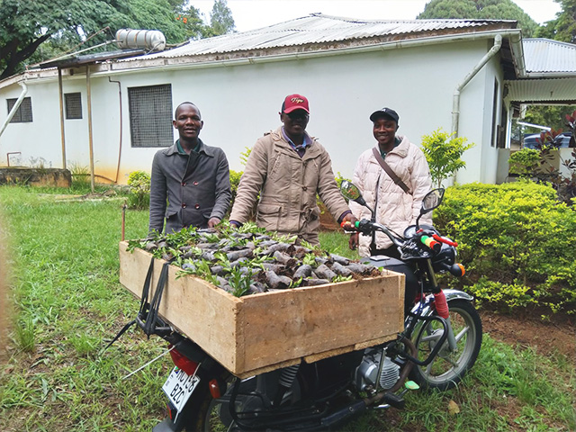 Plant distributors in Tanzanian 